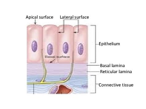 Simple Epithelium Dr Mukesh Singla Epithelial Tissue General