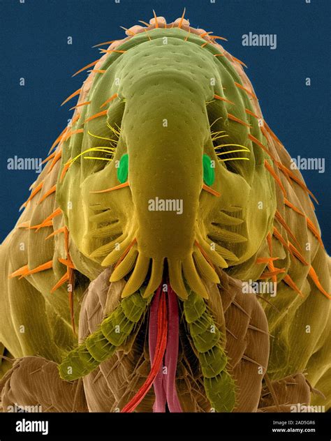 Coloured Scanning Electron Micrograph Sem Of Cat Flea