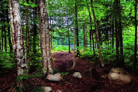 Path to Cary Lake Photograph by David Patterson - Pixels