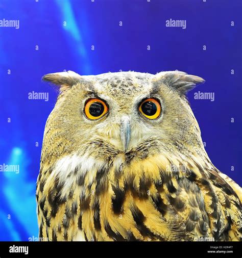 Eurasian Eagle Owl Stock Photo Alamy