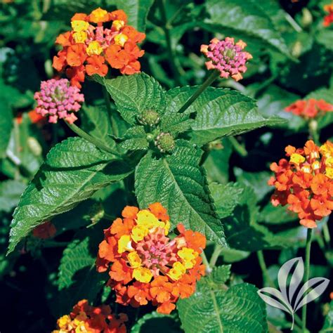 Texas Lantana - Plants for Texas