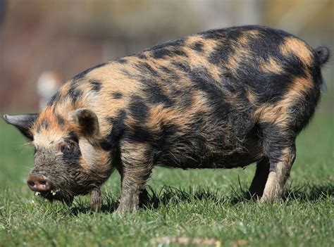 3 Extremely Lovable and Friendly Pig Breeds You Can Keep as Pets | Pig ...