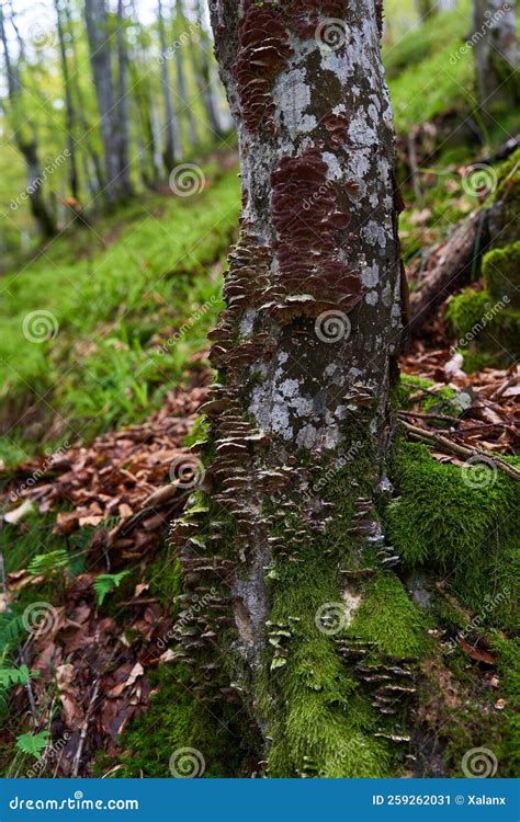Enchanted Forest Covered In Moss Stock Image Image Of Enchanted