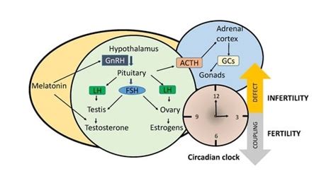 Ijms Free Full Text Disruption Of Circadian Rhythms A Crucial