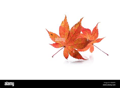 Japanese Red Maple Isolated Stock Photo Alamy