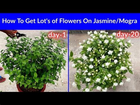 How To Get More Flowers On Jasmine Mogra Jasmine Plant Grow N Care