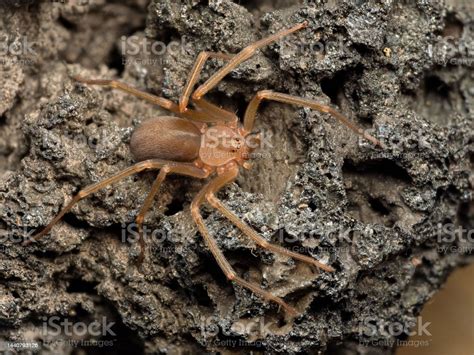 Foto de Aranha Reclusa Do Mediterrâneo Aranha De Violino Aranha Reclusa Marrom Em Seu Habitat ...