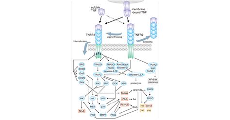 What Are Tnf Tnf Receptors Cusabio