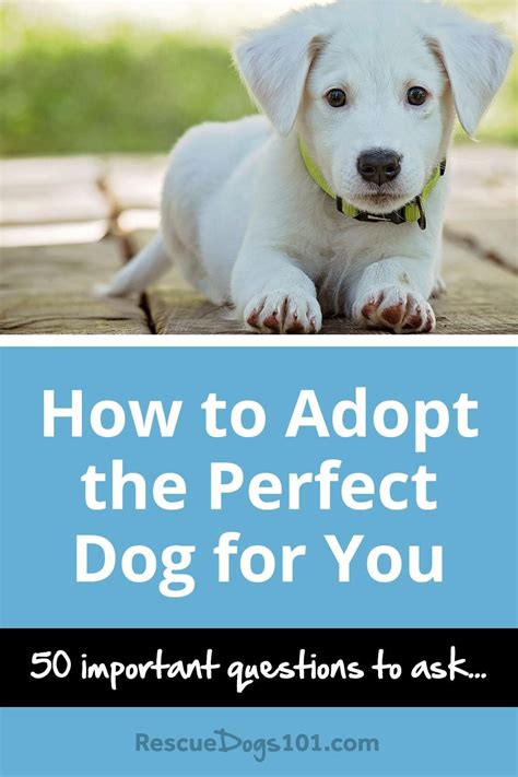 8 Steps to Adopting Your Perfect Dog | Training your dog, Dog adoption ...