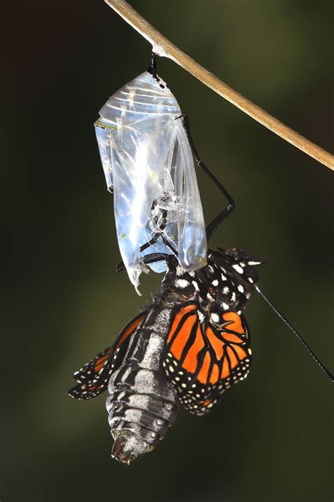 All Of Nature Monarch Butterfly Emerging From Chrysalis