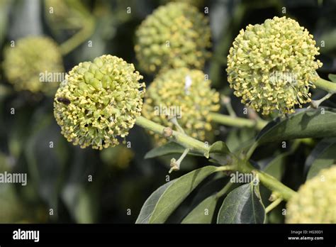 Ivy Hedera Helix Stock Photo Alamy