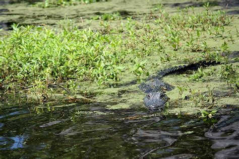 Jean Lafitte National Historical Park and Preserve | Natural Atlas