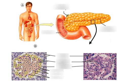 Diagram Physio Sch Ma Structure Du Pancr As Et Des Lots De