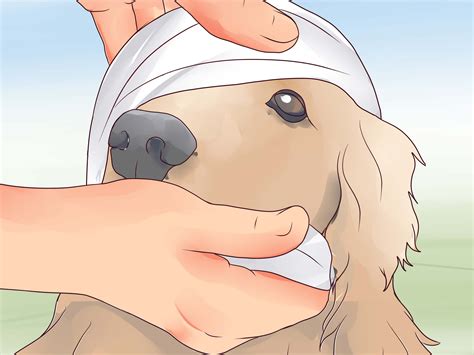 How to Care for a Dog's Torn Ear (with Pictures) - wikiHow