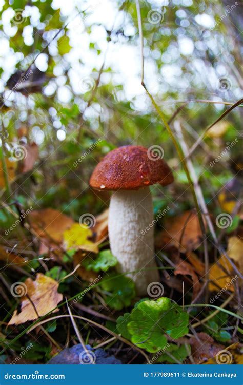 Deliciosos Boletus Y Otros Hongos Silvestres Naturales Del Bosque