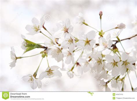 Korean Cherry Blossoms In Full Bloom Stock Image Image Of Petal