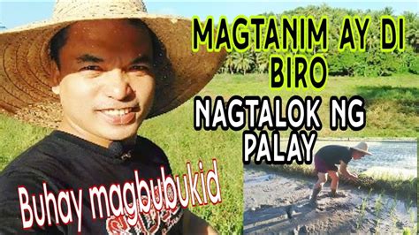 Magtanim Ay Di Biro Paanu Nga Ba Mag Tanim Ng Palay Sipag At Tyaga