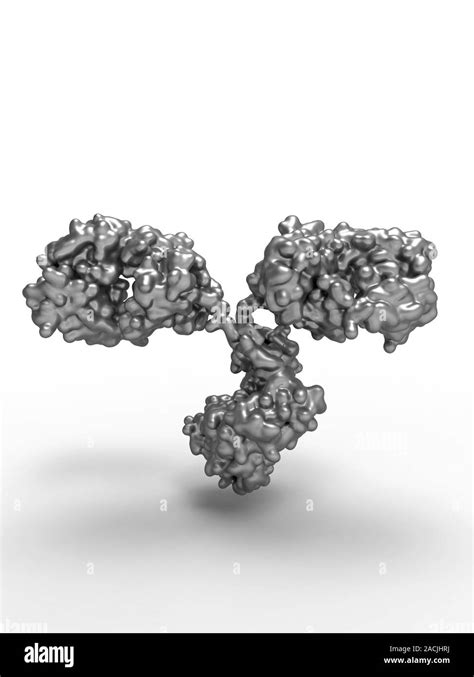 Immunoglobulin G Antibody Molecule Computer Model Showing The