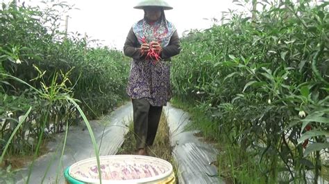 Tanaman Diserang Hama Hasil Panen Petani Cabai Pacitan Menurun