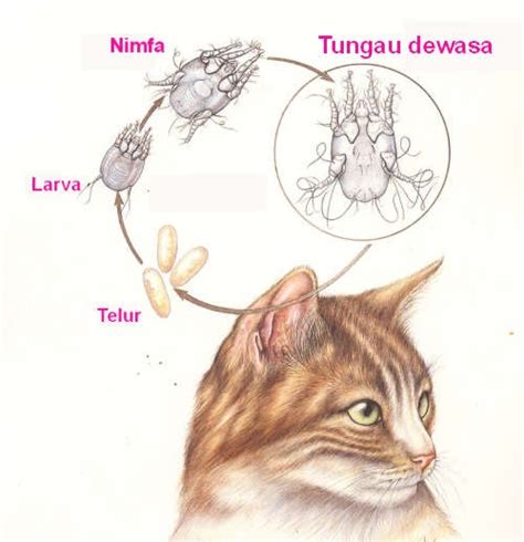 Info Kucing Daursikus Hidup Tungau Telinga Ear Mite