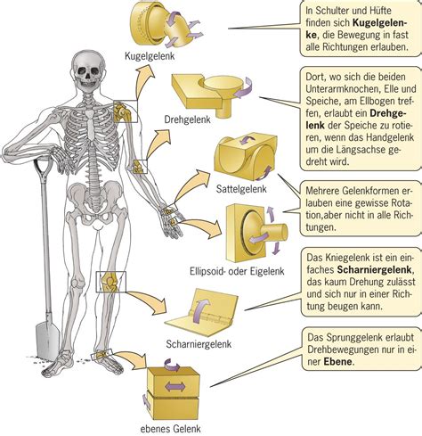 Pin Auf Anatomie Und Physiologie