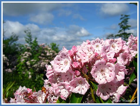 Mountain Laurel Pa State Flower Photo Curt Weinhold Photos At