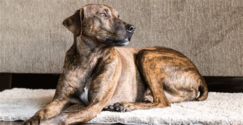 Plott Hound Breed Guide Lifespan Size And Characteristics