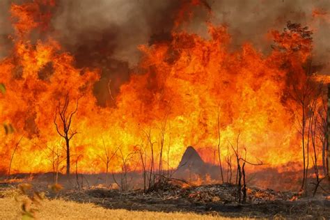 O Que É Um Incêndio - Entenda as linhas de investigação dos incêndios florestais no país