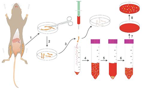 大 小鼠骨髓间充质干细胞的分离方法 上篇 生物器材网