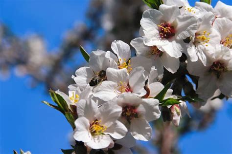 Une abeille butineuse sur les fleurs d amandiers à Valensole en Provence