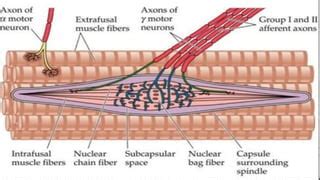 Muscle Spindle Golgi Tendon Organ Ppt