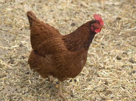 The 20 Best Chicken Breeds For Backyard Coop Pets Beast