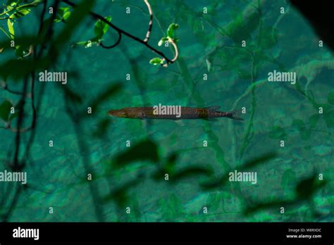 Northern Pike Europe Hi Res Stock Photography And Images Alamy