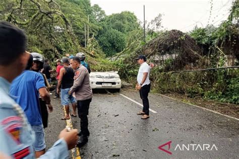 Hujan Deras Pengemudi Mobil Tewas Tertimpa Pohon Tumbang Di Ambon