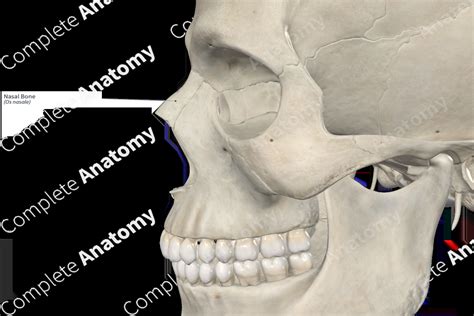 Nasal Bone | Complete Anatomy