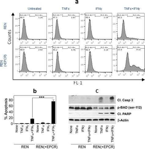 Transduction Of Epcr Expression In Mpm Cells Promotes Apoptosis