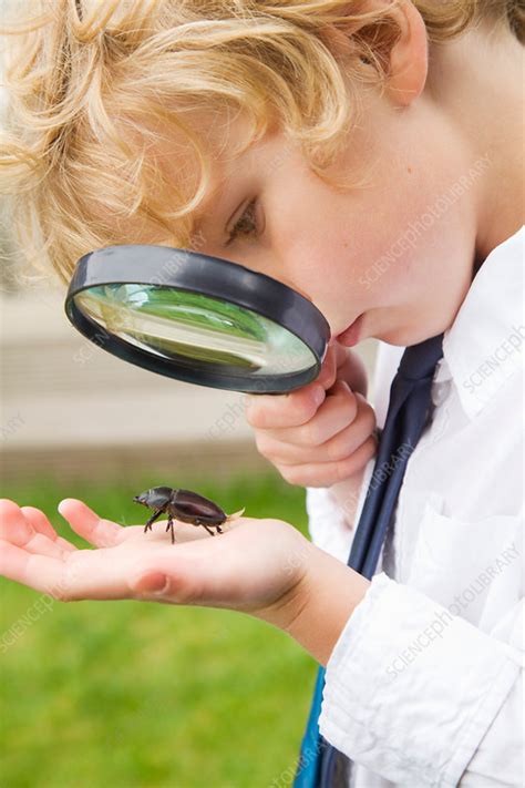 Boy Examining Bug With Magnifying Glass Stock Image F005 4647