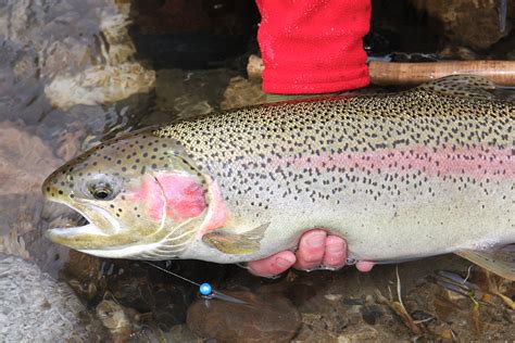 Alaskan Steelhead Ak Steelhead Fishing In Alaska