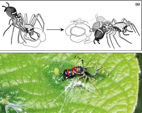 Nectary Feeding And Guarding Behavior By A Tropical Jumping Spider