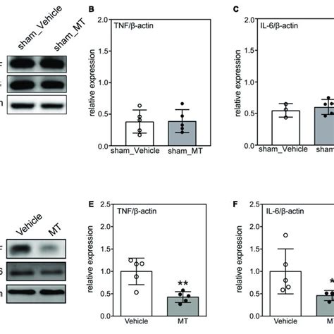 Effects Of Mitochondrial Transplantation On The Sensory And Locomotor