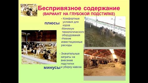 Производство молока интенсивными методами - YouTube