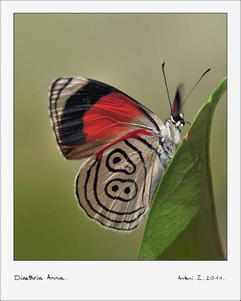 DIAETHRIA ANNA -FMP-T | Beautiful butterflies, Butterfly pictures ...