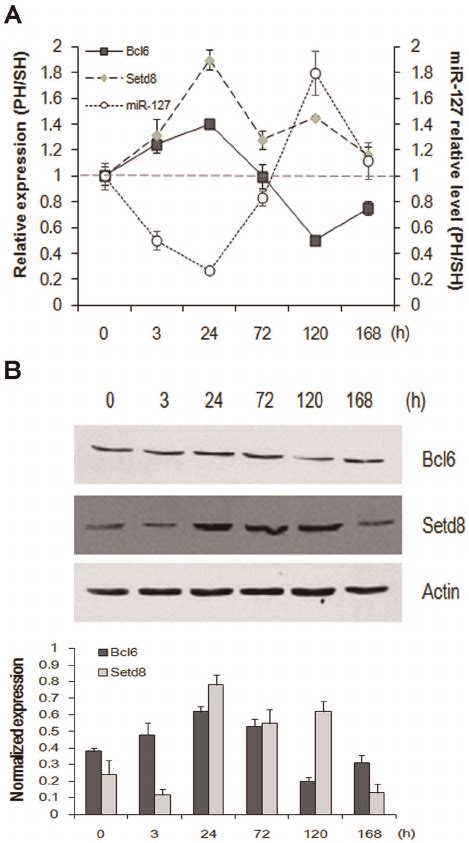 Mir Expression Inversely Correlates With The Expression Of Bcl And