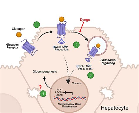 Glucagon Receptor Mediated Regulation Of Gluconeogenic Gene