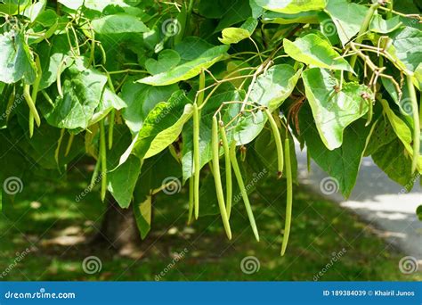 Northern Catalpa Tree Beans Fabulous Collection