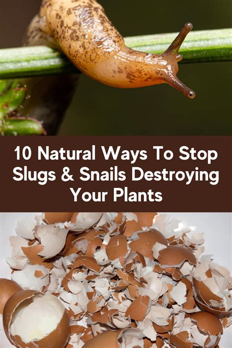 Natural Ways To Stop Slugs Snails Destroying Your Plants Artofit