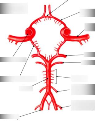 Diagram Of Arterial Supply Of The Brain Quizlet