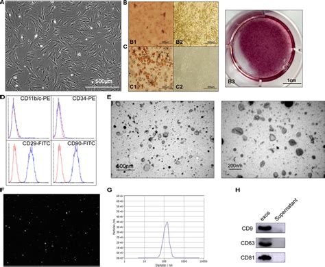 Characterization Of Bmmscs And Bmmsc Exos A Fusiform Morphology Of Download Scientific Diagram