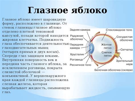 Строение глазного яблока