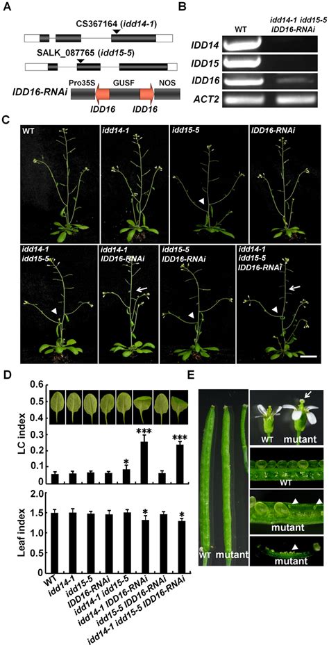 Pleiotropic Organ Phenotypes In Loss Of Function Idd Mutants A